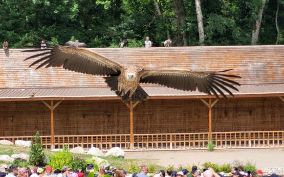 sortie famille parc animalier les aigles du léman polyèdre seynod annecy