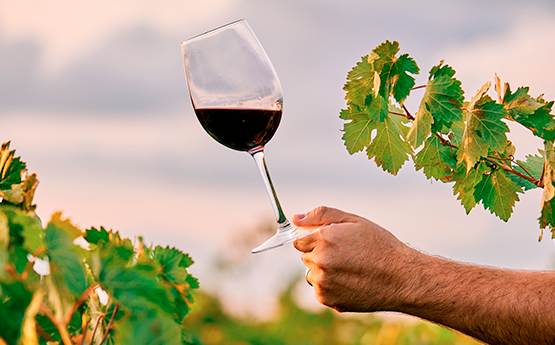 verre de vin dans un terrain de vigne français polyèdre seynod annecy