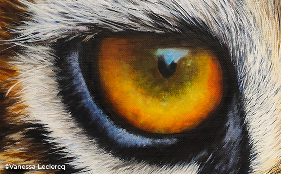 peinture regard d'un tigre vanessa leclercq