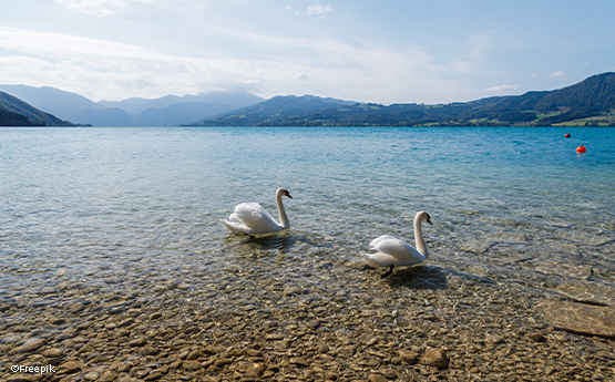 deux cygnes sur un lac avec des montagnes en arrière plan