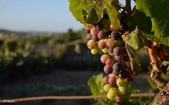 grappes de raisin sur un arbre dans un vignoble polyèdre seynod annecy