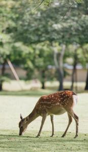 daim dans la nature